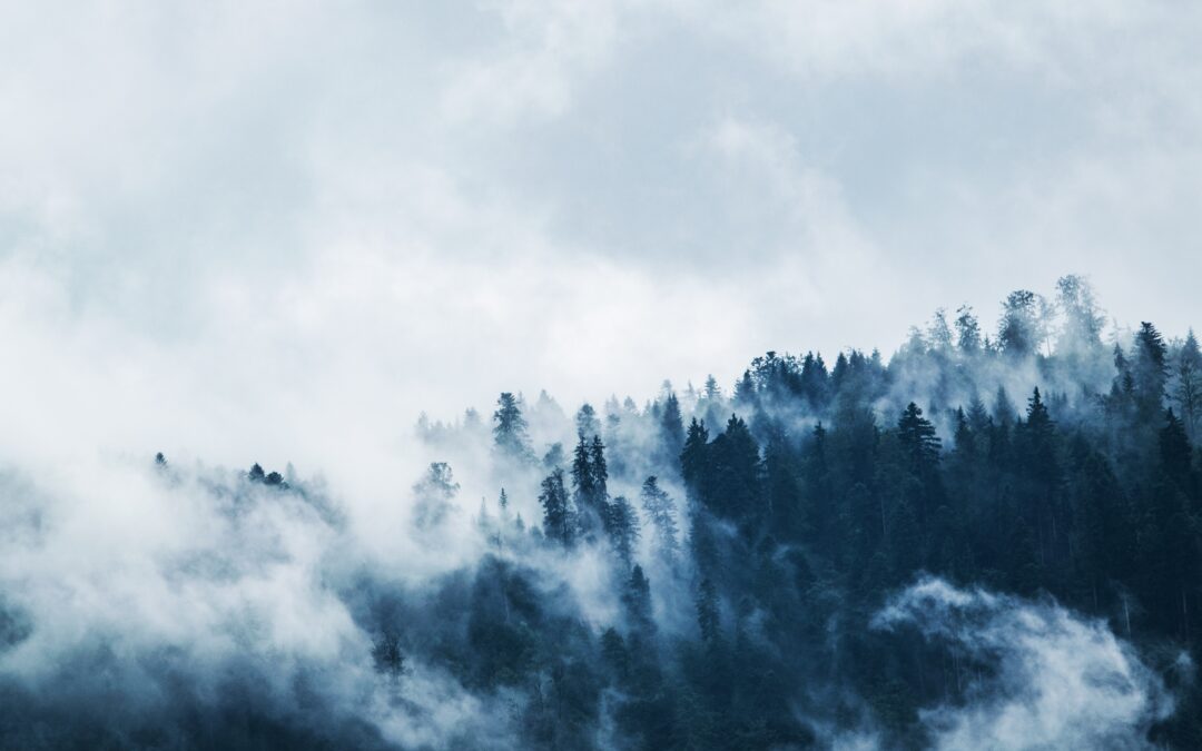 Wald mit Wolke